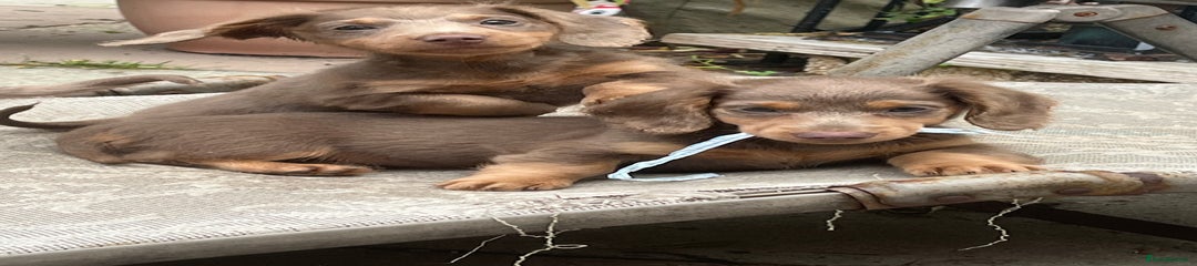 Miniature Dachshund Puppy 4