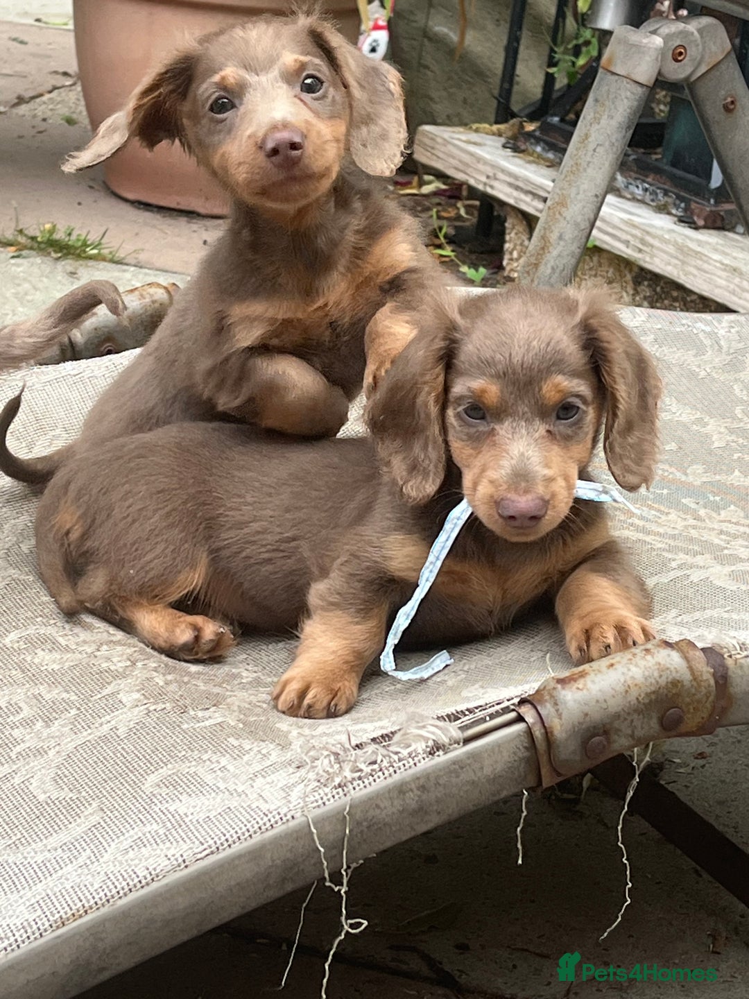 Miniature Dachshund dogs for sale: Mini longhaired Isabella/tan Dachshunds VACCINATED - Image 4