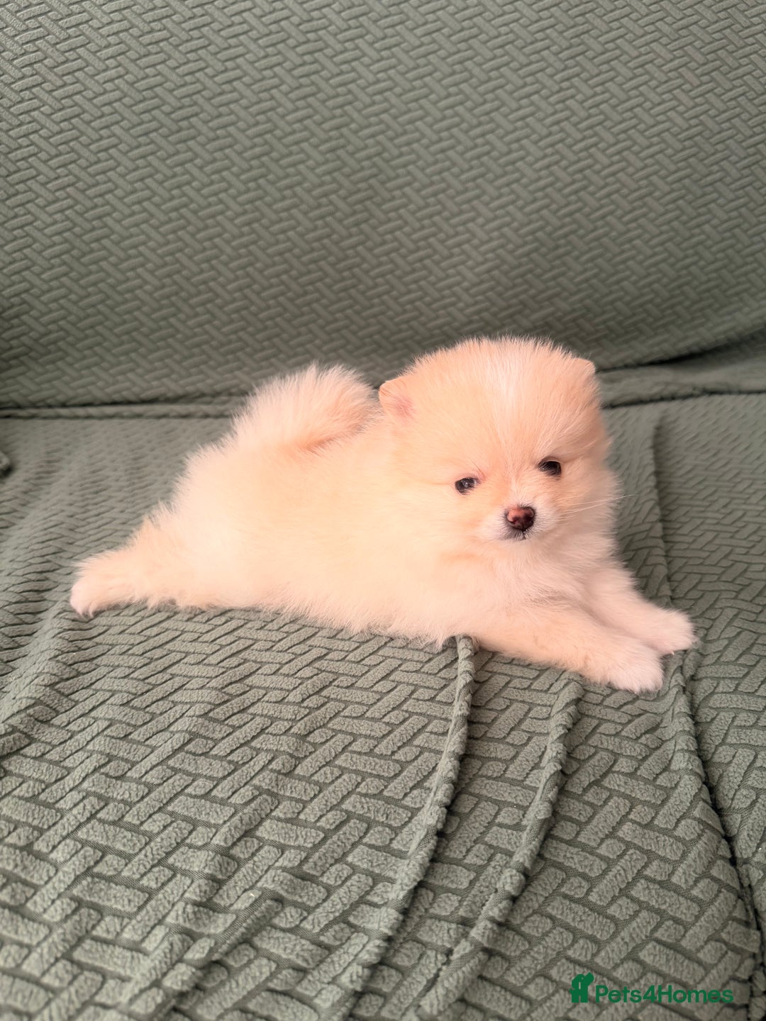 Pomeranian dogs for sale: Stunning Pomeranian Females KC reg. Russian lines - Advert 6
