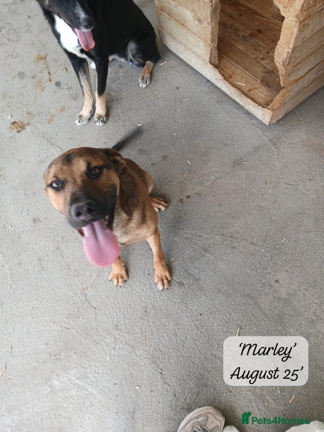 Mixed Breed dogs for adoption: Marley, approx 7 months. Available for adoption. - Image 7
