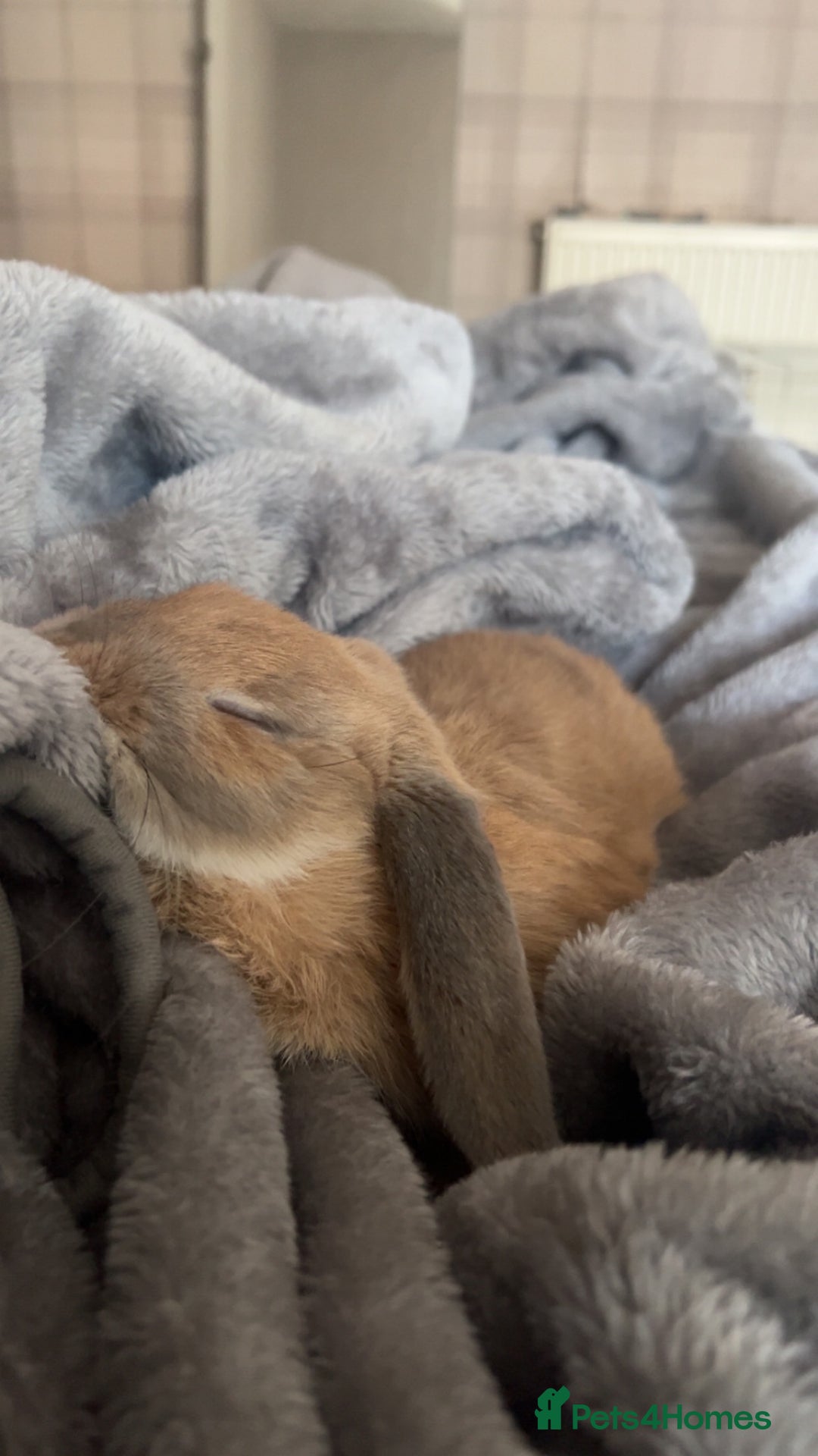 Mini Lop rabbits for sale: Mini Lop - Advert 3