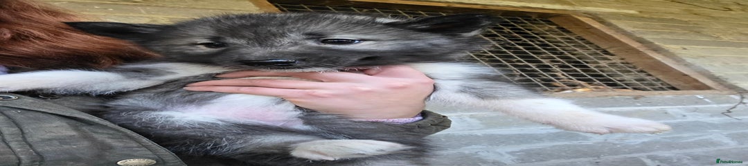 Siberian Husky Puppy 4