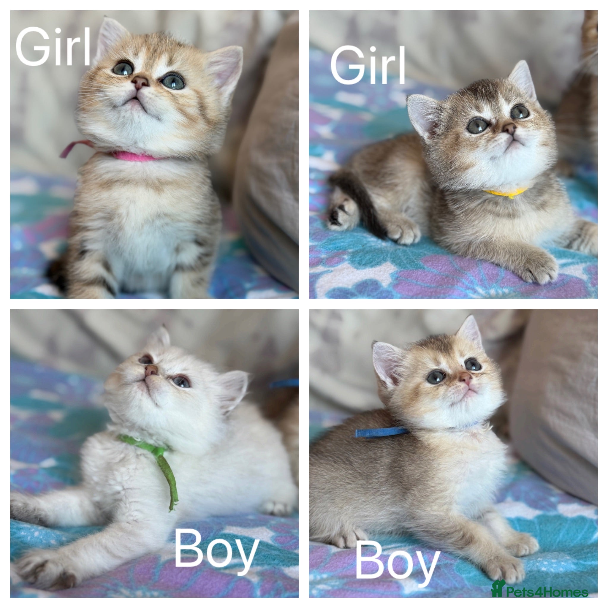 British Shorthair cats British Shorthair  - Advert 3
