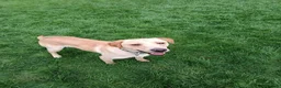 Labrador Retriever dogs for sale: RONNIE - Advert 15