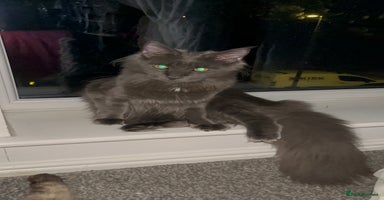 Maine Coon cats - Advert 9