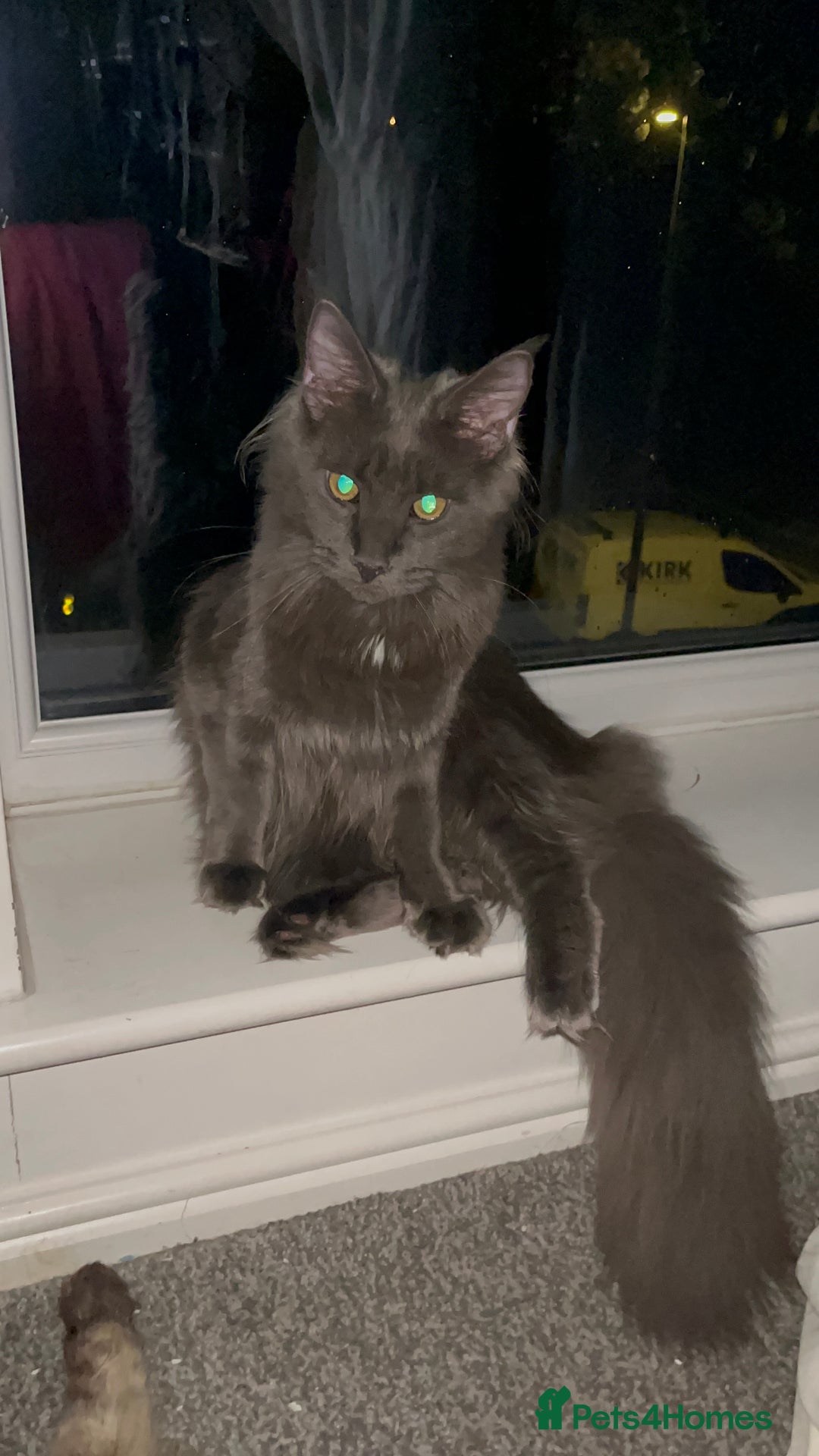 Maine Coon cats for sale: Purebred Maine Coons kittens.  - Image 2