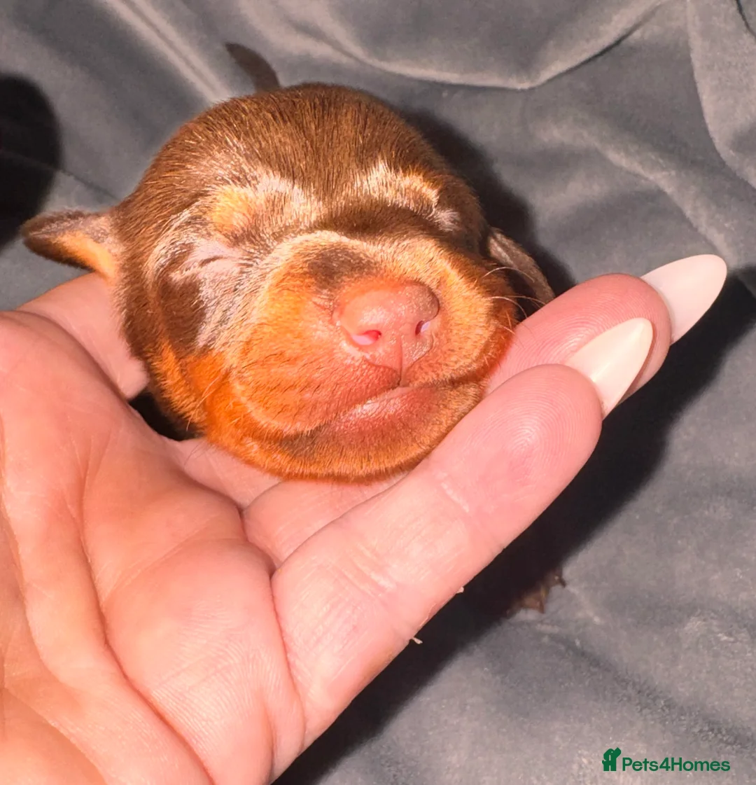 Miniature Dachshund dogs for sale: Because dachshund babies - Advert 27