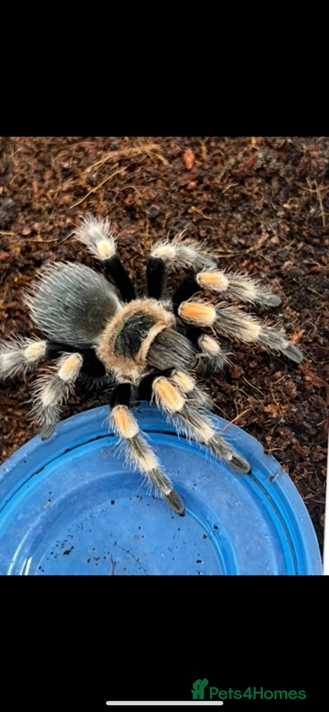Tarantulas invertebrates for sale: Mexican reds knee juvie  - Advert 3
