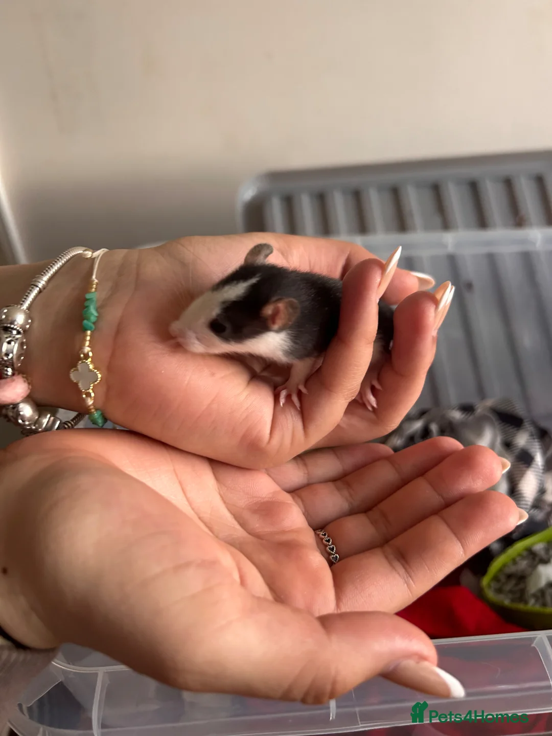 Rat rodents for sale: Baby rats for sale!  - Advert 2