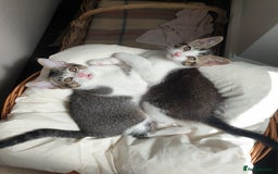 Burmese cats for sale: Stunning Burmese X Brothers - Image 2