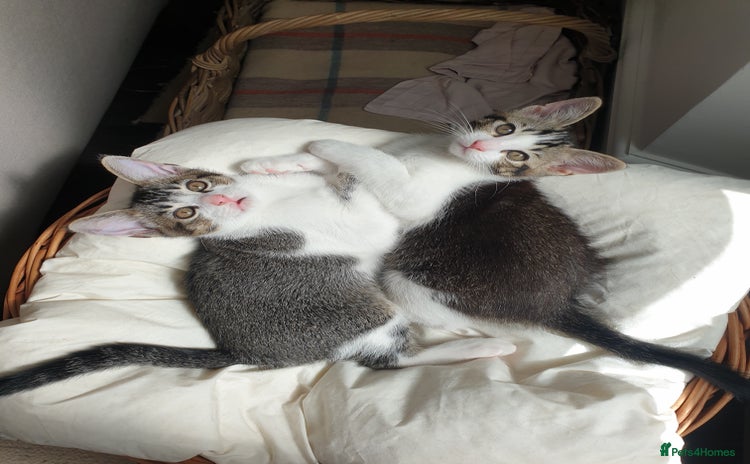 Burmese cats - Advert 2