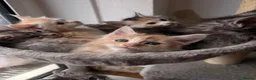Maine Coon cats for sale: Sweet teddy bears. 🧸 🐈‍⬛ - Advert 7