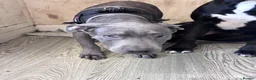 Mixed Breed dogs for sale: Lurcher cross pup  - Advert 2