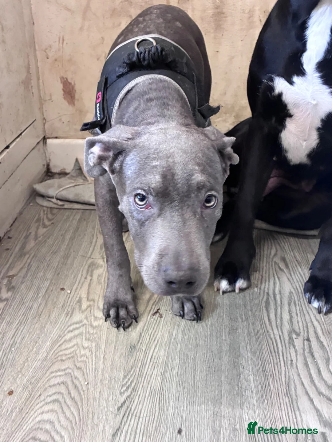 Mixed Breed dogs for sale: Lurcher cross pup  - Advert 2