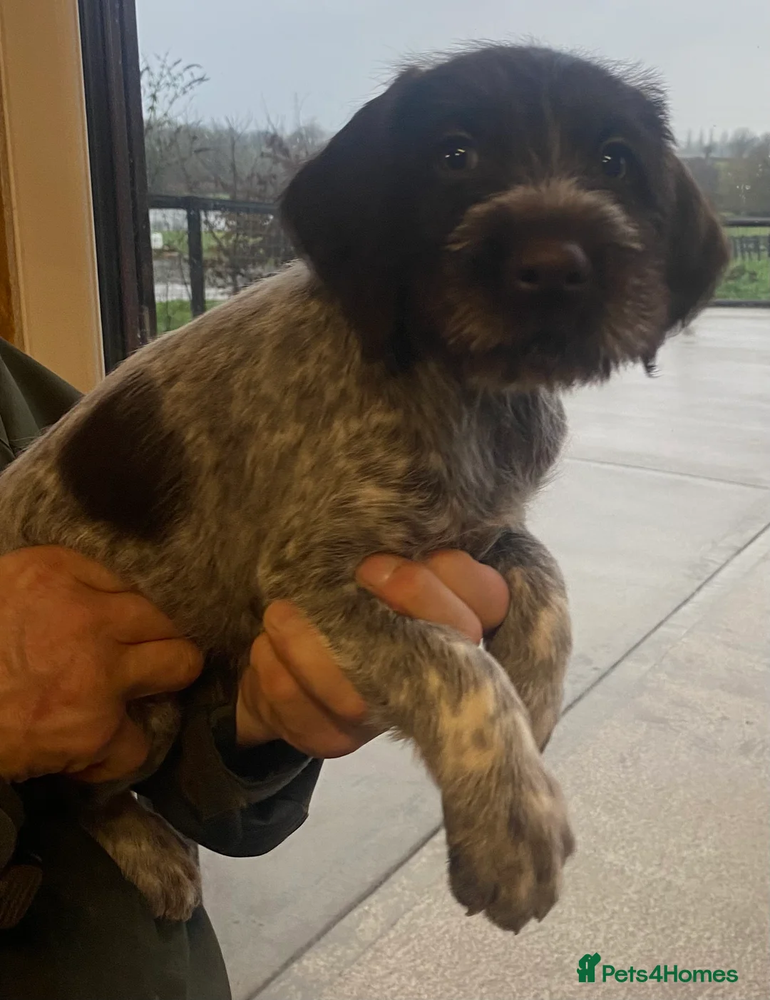 German Wirehaired Pointer dogs for sale: KC Registered German Wirehiared Pointer Pups - Advert 13