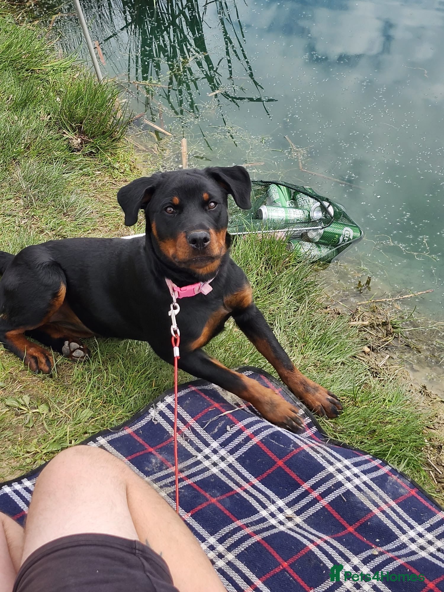 Rottweiler dogs Beautiful Rottweiler girl  - Advert 1