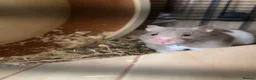 Hamster rodents for sale: Female Syrian Hamster & Full Setup - Advert 1