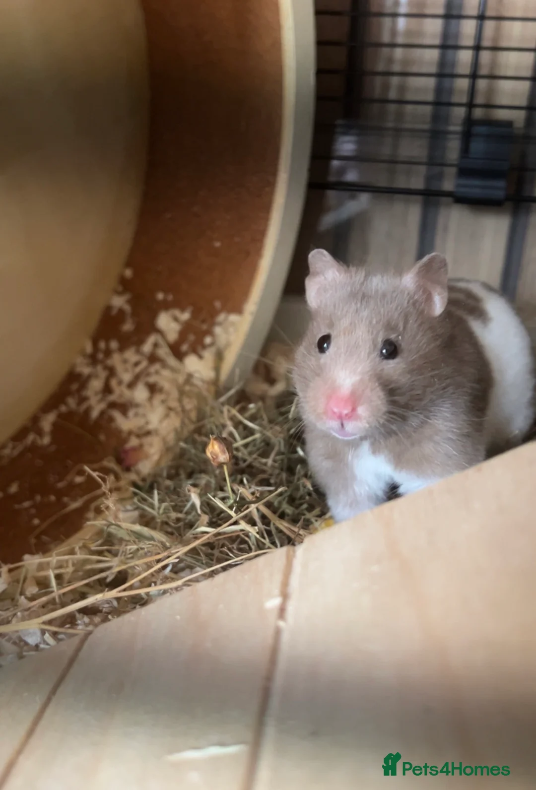 Hamster rodents for sale: Female Syrian Hamster & Full Setup - Advert 1