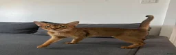 Abyssinian cats for sale: Queen 1 Year old in London - Advert 10