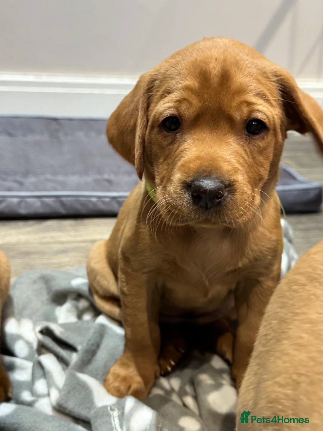 Labrador Retriever dogs for sale: KC, Fully Health Tested, Fox Red Labradors  - Advert 13