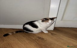 British Longhair cats for sale: 2 cats looking for new home  - Image 3