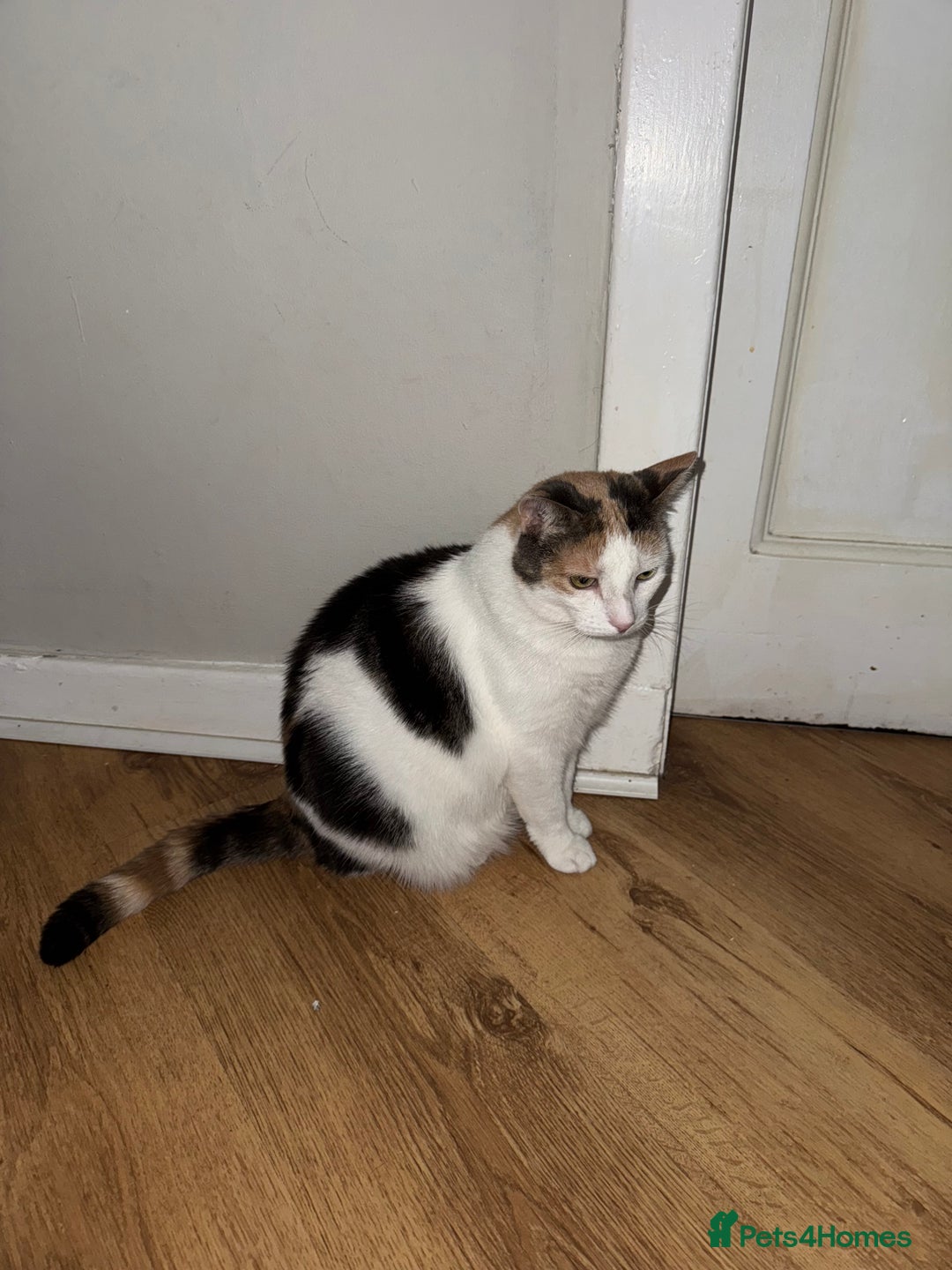 British Longhair cats for sale: 2 cats looking for new home  - Image 3