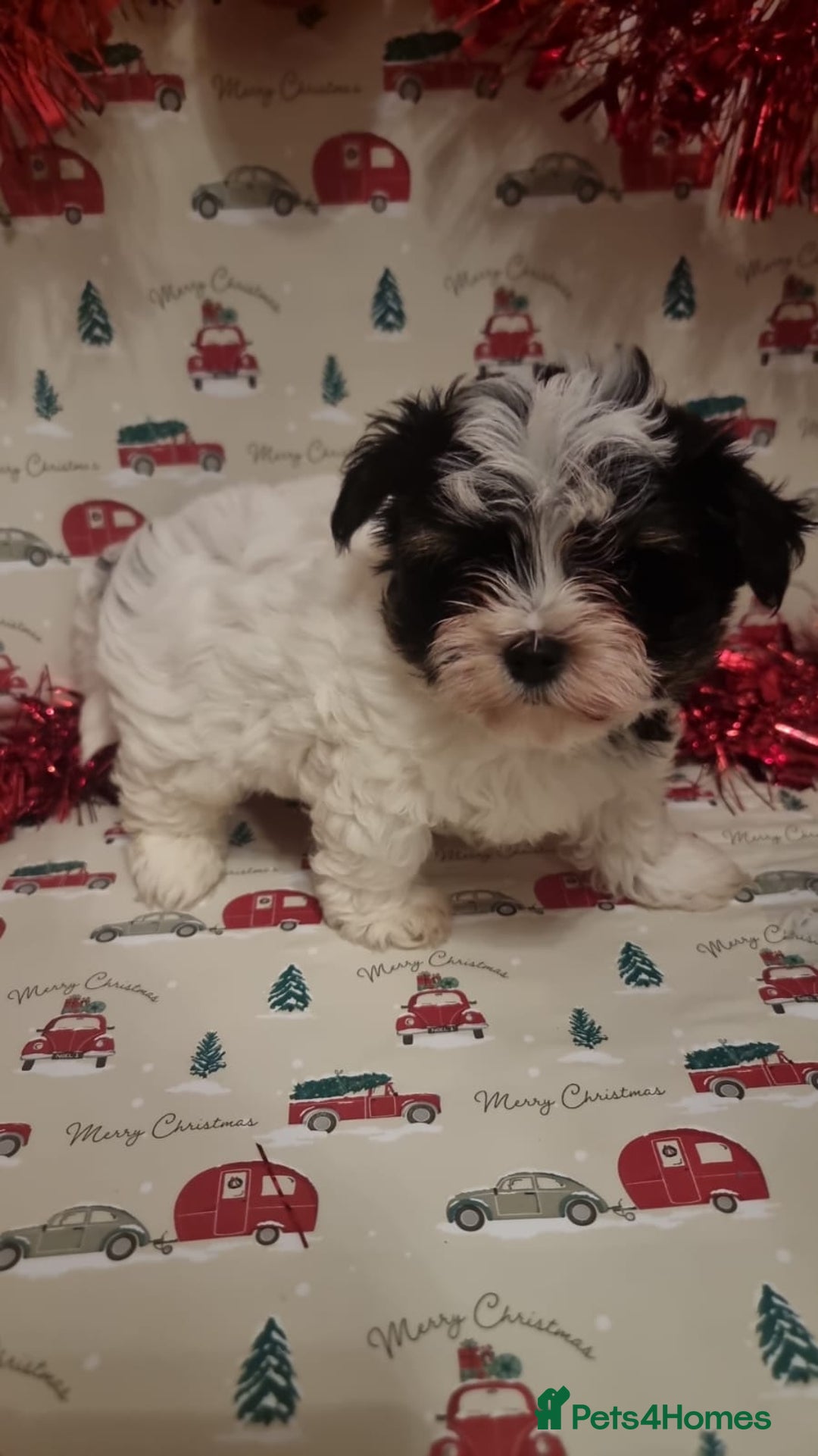 Biewer Terrier dogs for sale: Stunning biewer tirrer boys - Advert 5