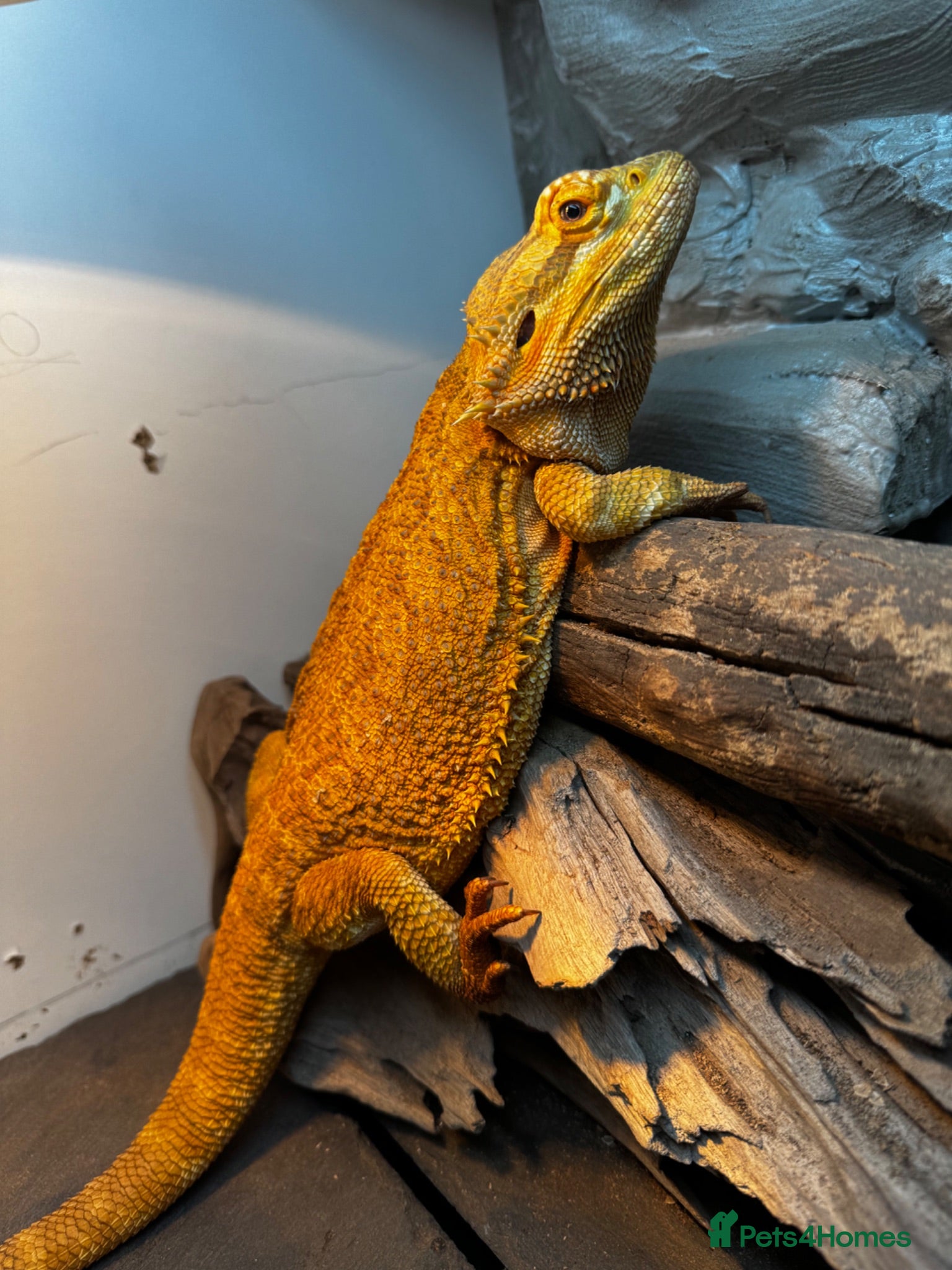 Dragon reptiles 4 year old male Beardie - Advert 17