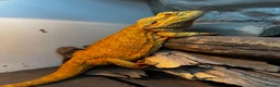 Dragon reptiles for sale: 4 year old male Beardie - Advert 1