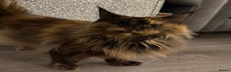 Maine Coon cats for sale: Mainecoon female for sale  - Advert 5