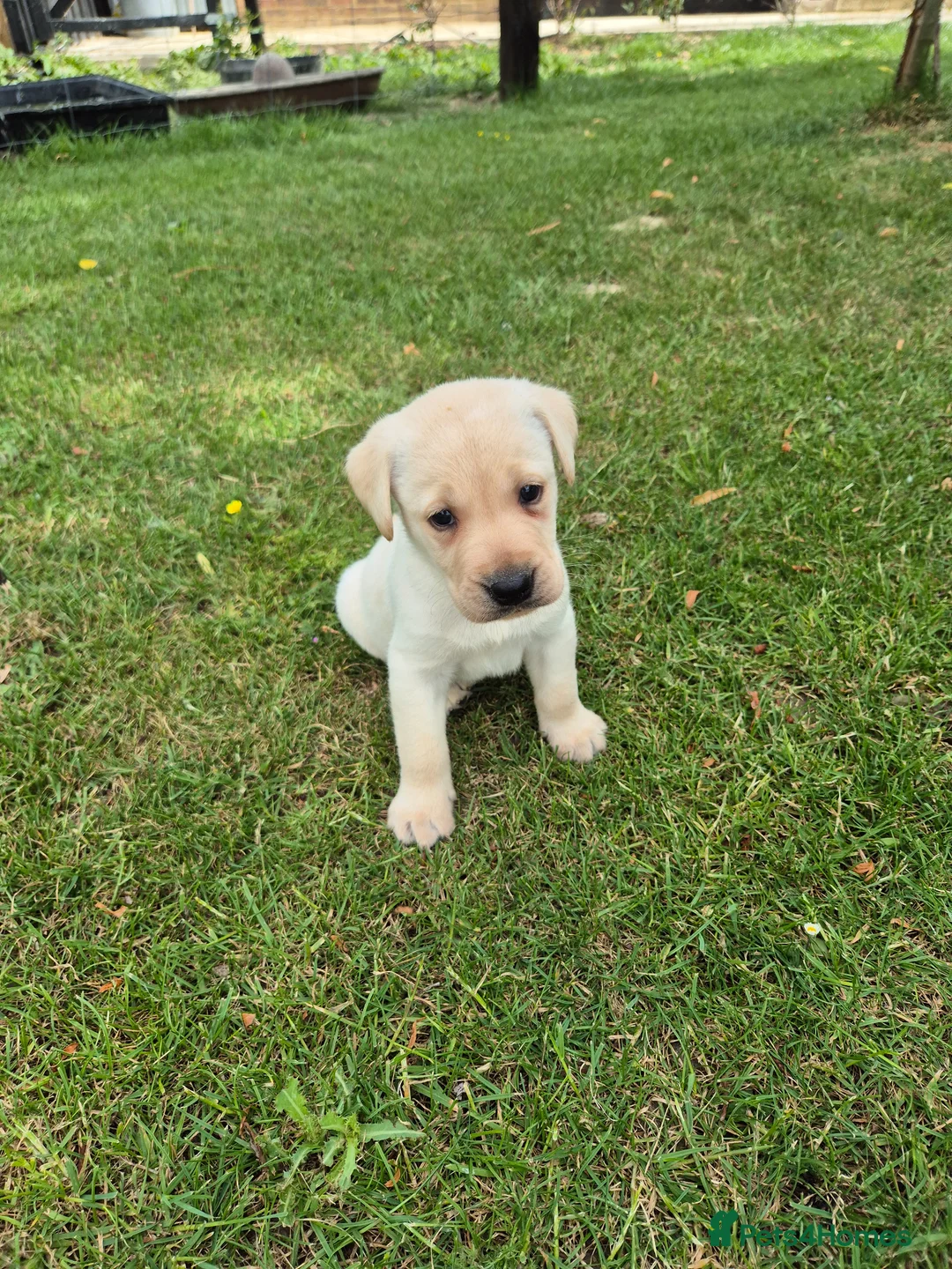 Labrador Retriever dogs for sale: 🐾 Beautiful Labrador Puppies – KC Registered 🐾 - Advert 2