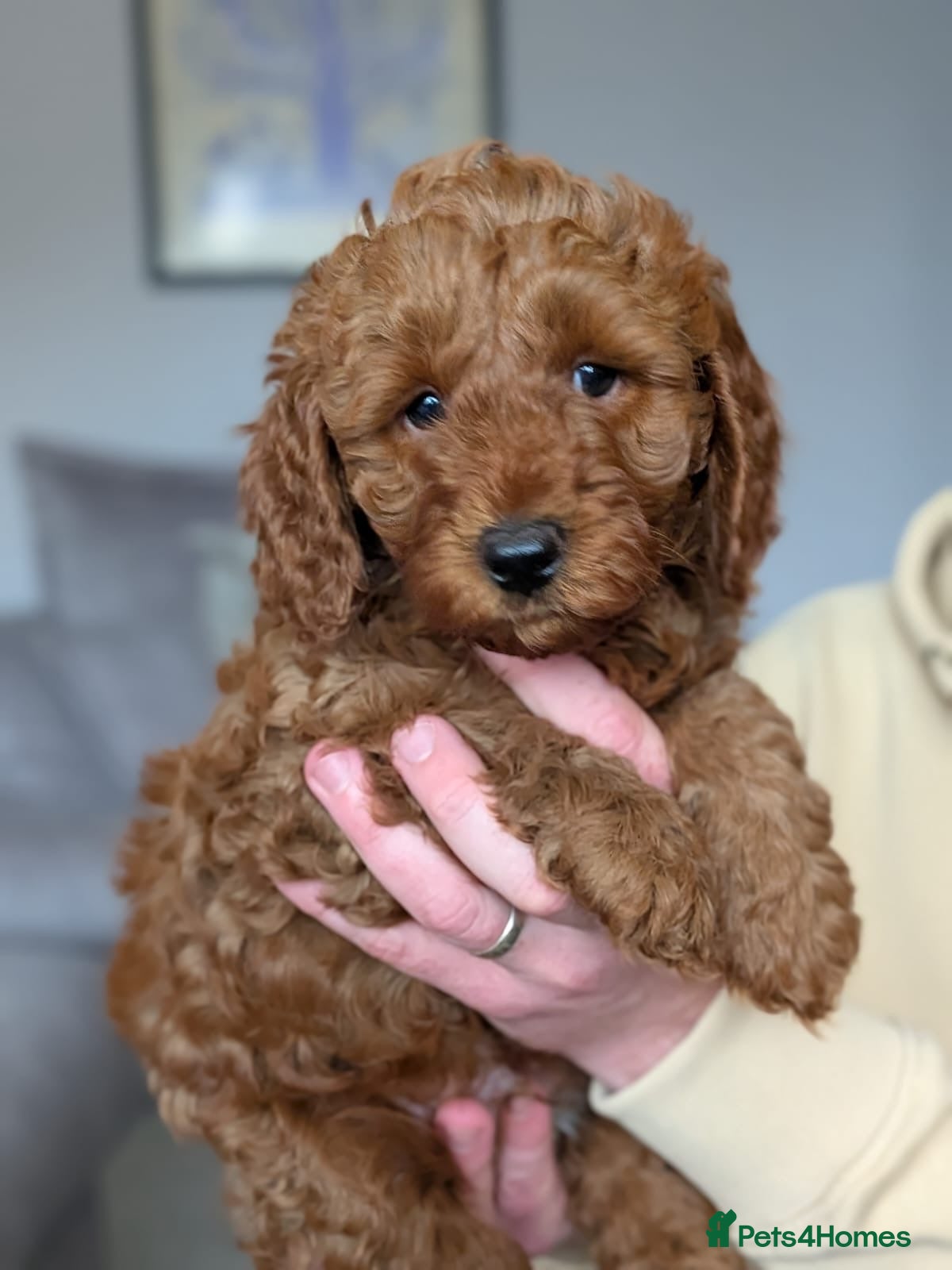 Cavapoo dogs F1b Cavapoo Puppies Born to Steal Hearts - Advert 6