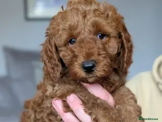 Cavapoo dogs F1b Cavapoo Puppies Born to Steal Hearts - Advert 6