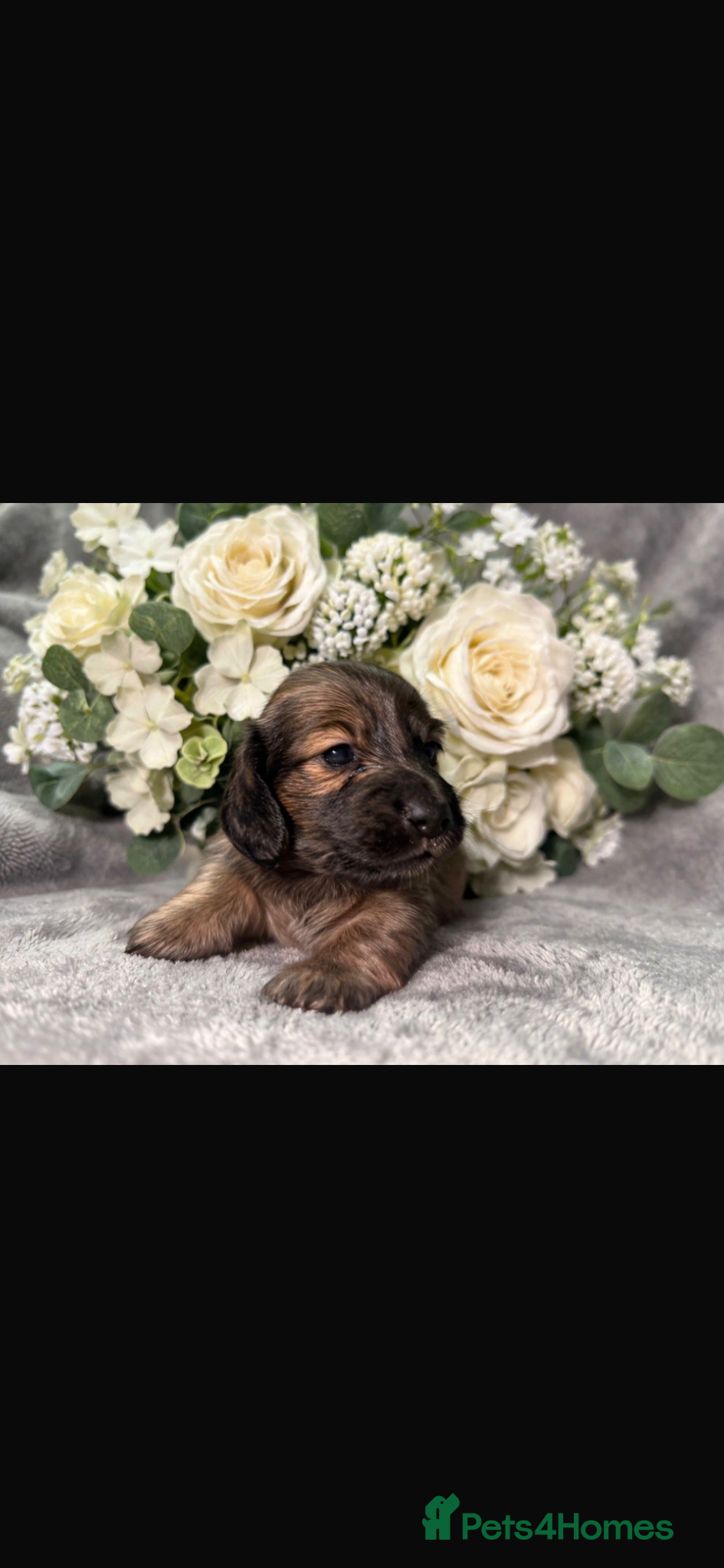 Miniature Dachshund dogs READY NOW! Long Haired Miniature Creams  - Advert 2