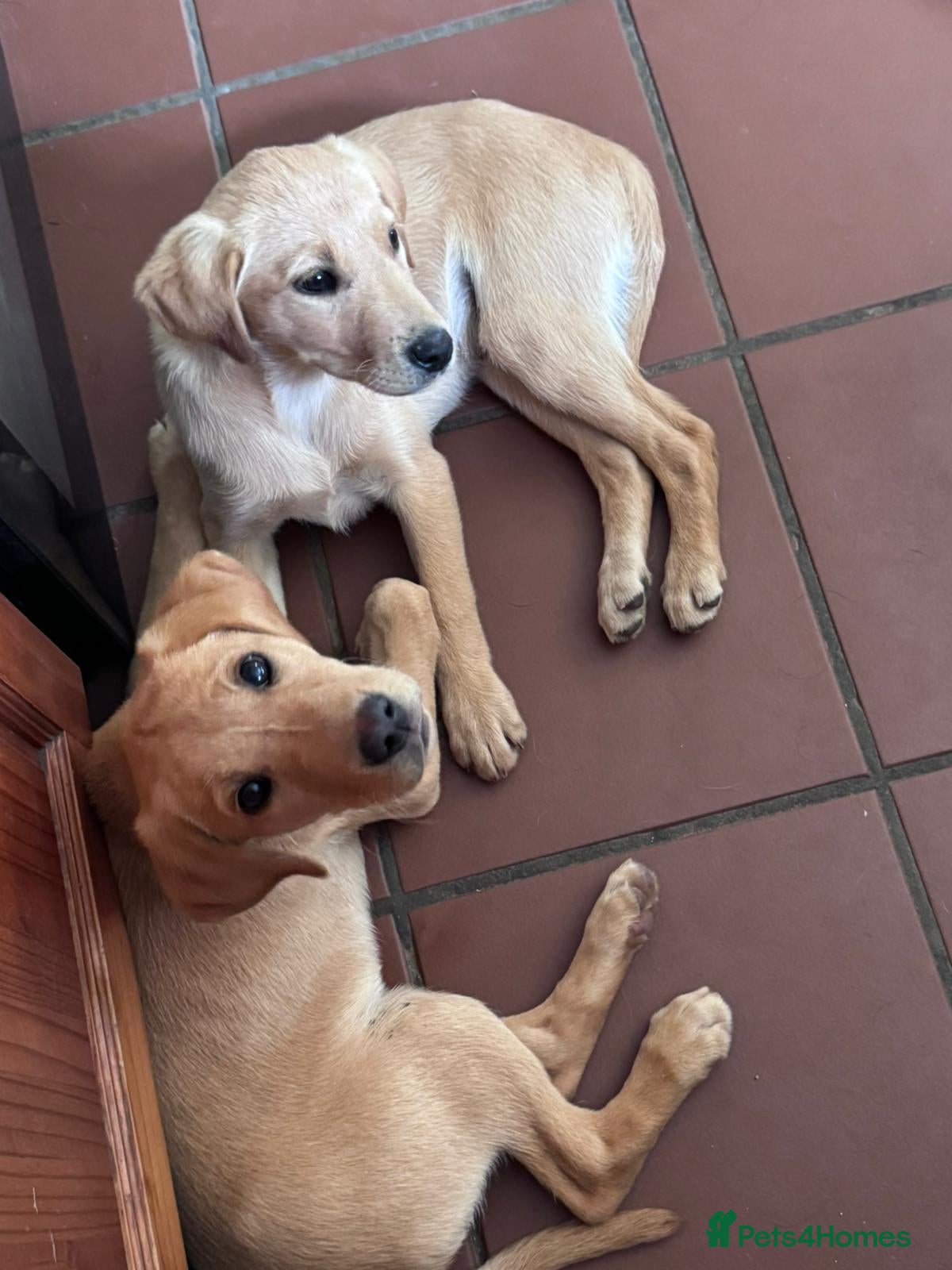 Labrador Retriever dogs KC registered Labours Fully vaccinated  - Advert 13