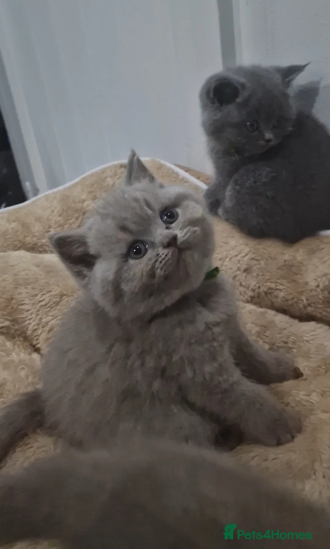 British Shorthair cats for sale: British Shorthair Kittens For Sale! - Advert 1
