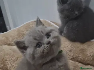 British Shorthair cats British Shorthair Kittens For Sale! - Advert 1
