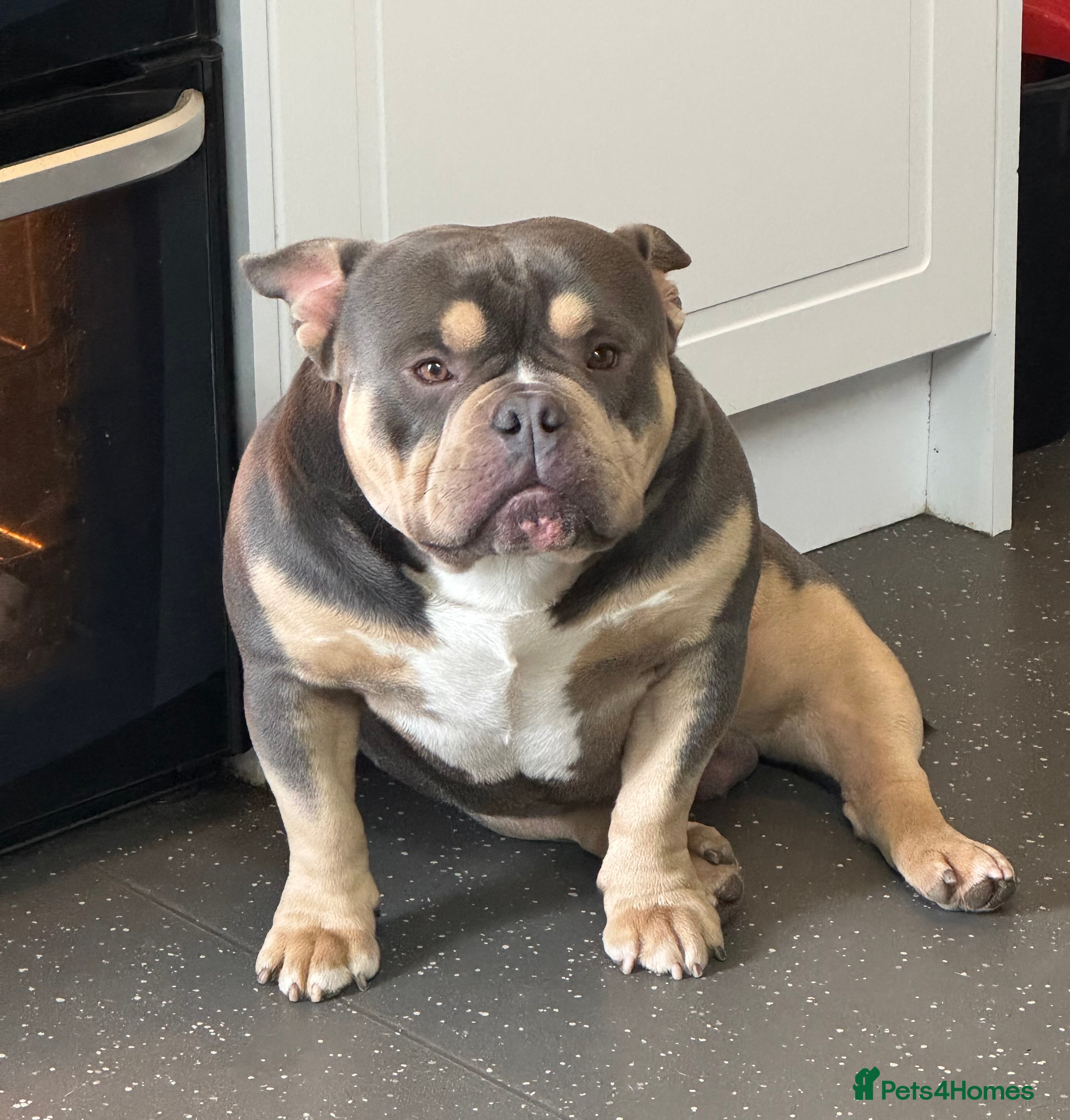 American Bully dogs Rollo American pocket bully for stud  - Advert 1