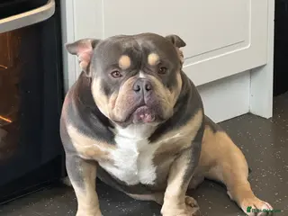 American Bully dogs Rollo American pocket bully for stud - Advert 1