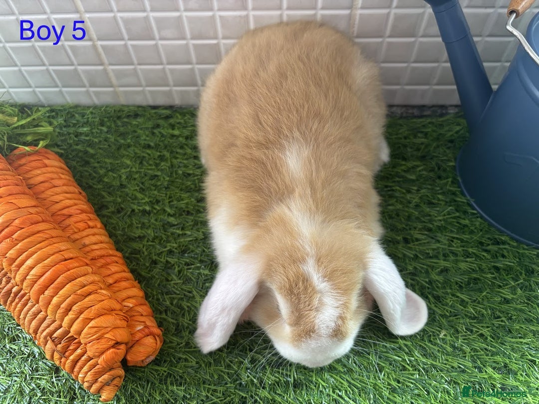 Mini Lop rabbits for sale: Mini lop baby bunnies - Ready now! - Image 22