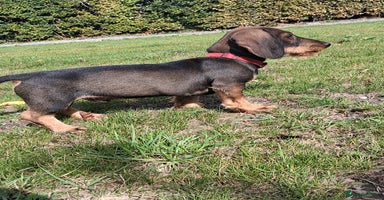 Dachshund dogs - Advert 2