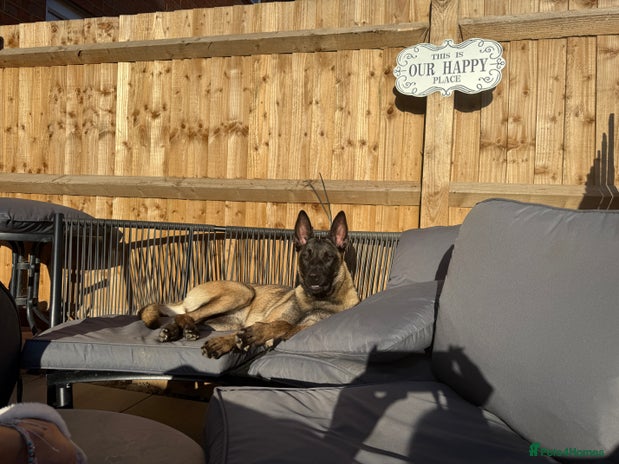 Belgian Shepherd Dog dogs - Advert 11