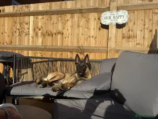 Belgian Shepherd Dog dogs Belgian mallinois needing a new home - Advert 15