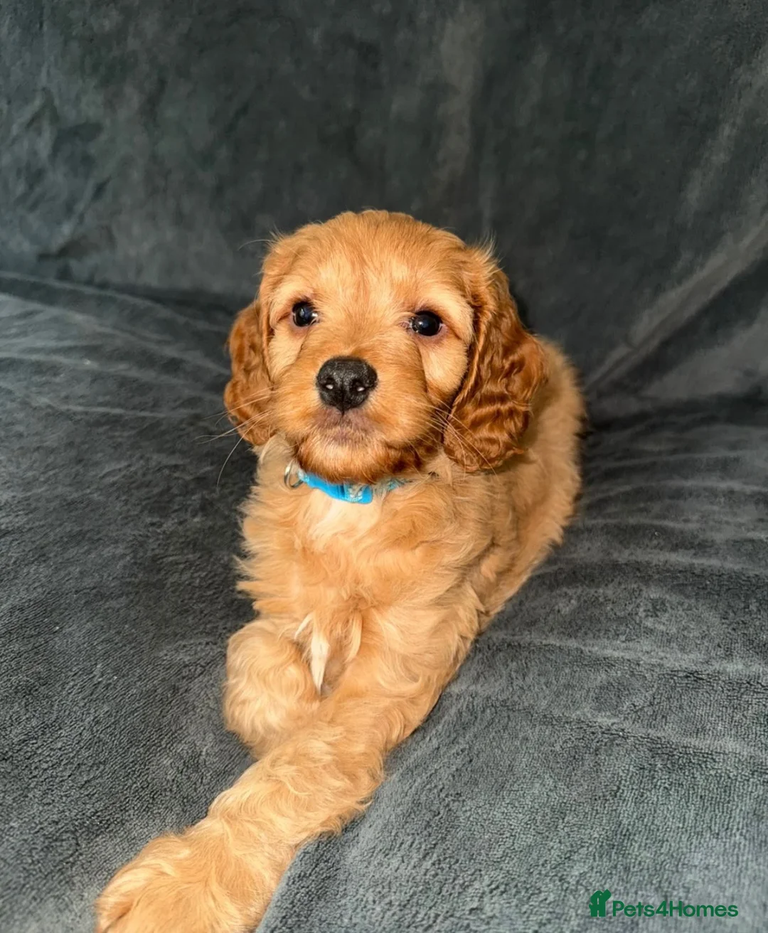 Cavapoo dogs for sale: A beautiful little of Cavapoo puppies  - Advert 8