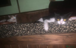 Mixed Breed cats for sale: Black and White Tiny Cat  - Image 4
