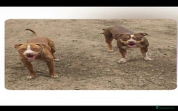 Mixed Breed dogs for sale: 2 beautiful Staffordshire bull terrier mix - Image 7