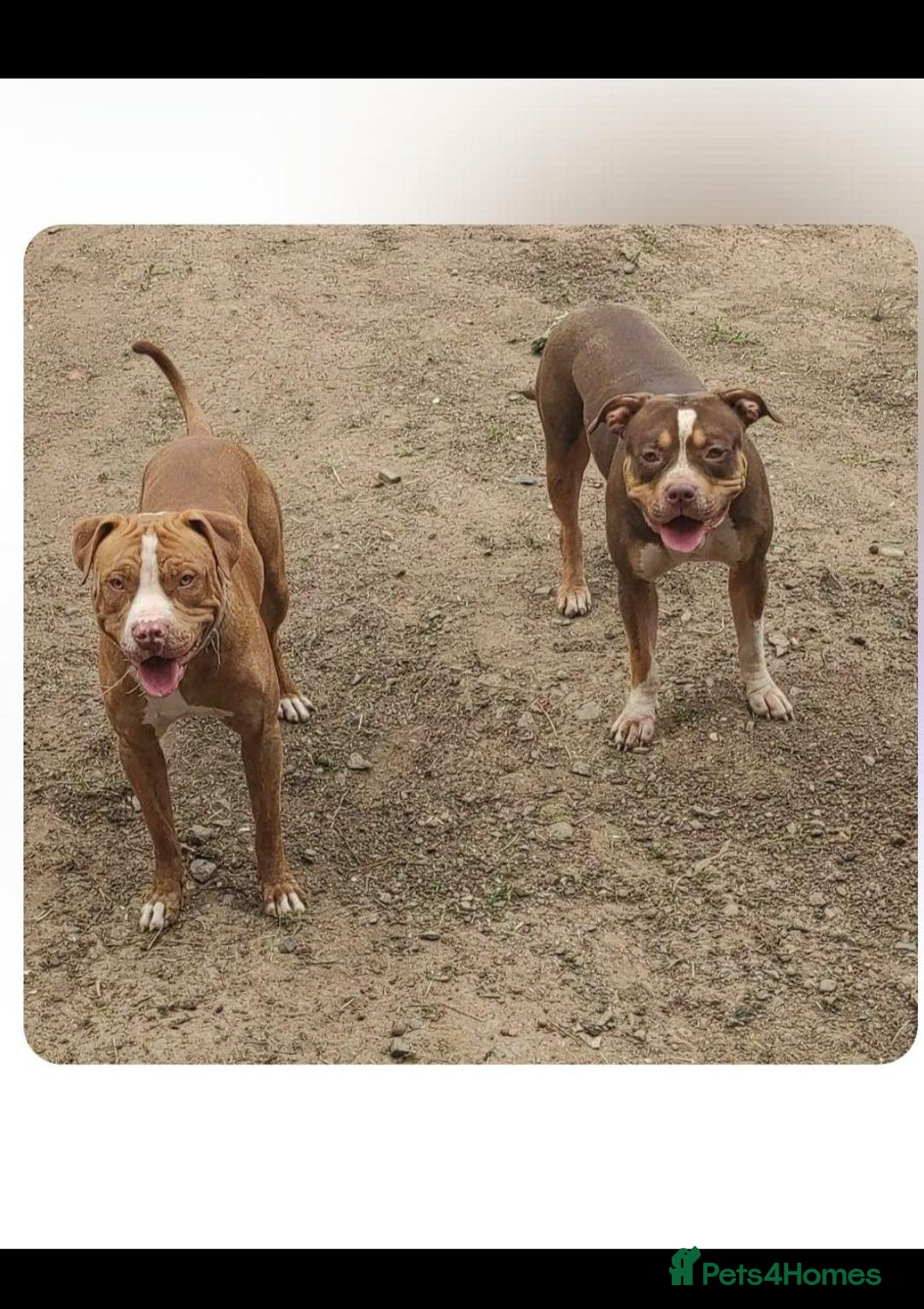 Mixed Breed dogs for sale: 2 beautiful Staffordshire bull terrier mix - Image 7