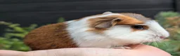 Guinea Pig rodents for sale: Gorgeous Guinea pig pups - Advert 11