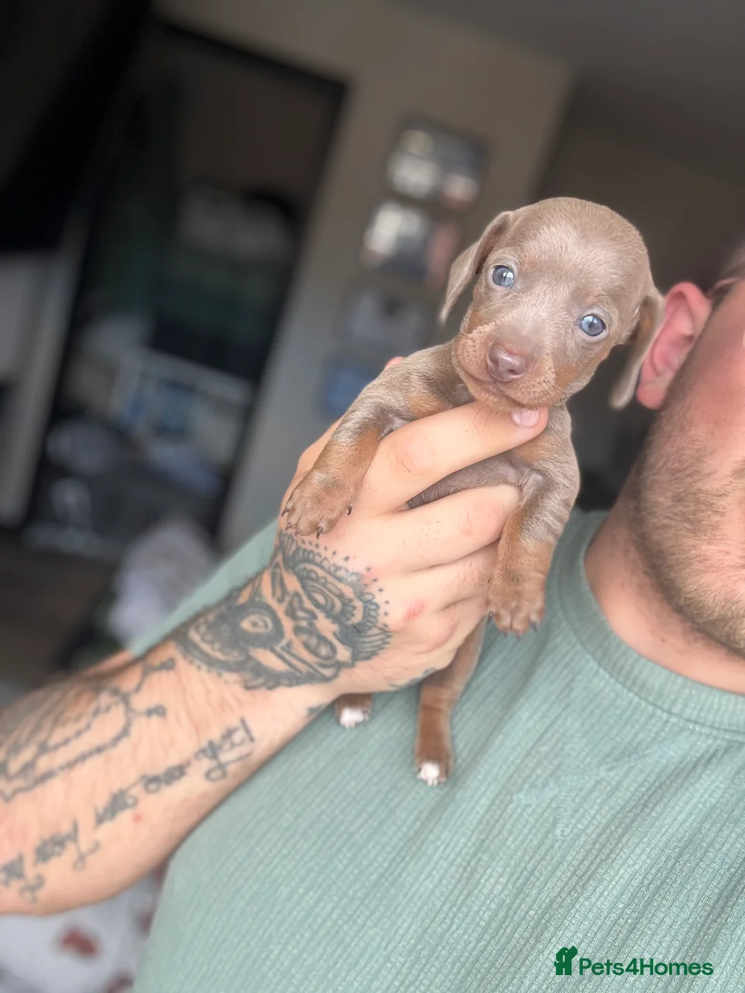 Miniature Dachshund dogs for sale: ✨Miniature dachshund puppies ✨  - Advert 2