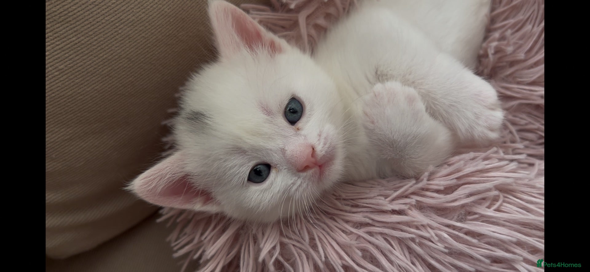 Munchkin cats Cutie Pies Munchkin 🤗 - Advert 1